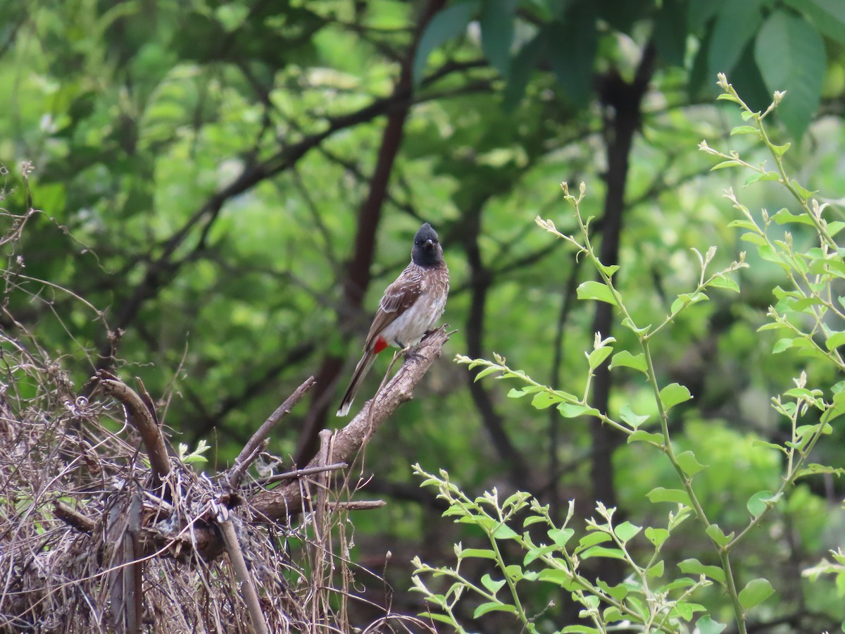 Red-vented Bulbul - ML621407021