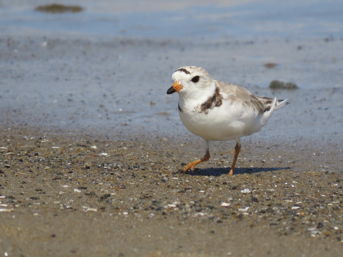 Piping Plover - ML621407023