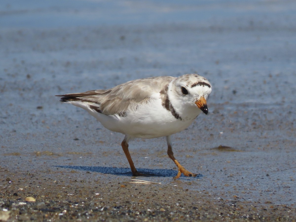 Piping Plover - ML621407024
