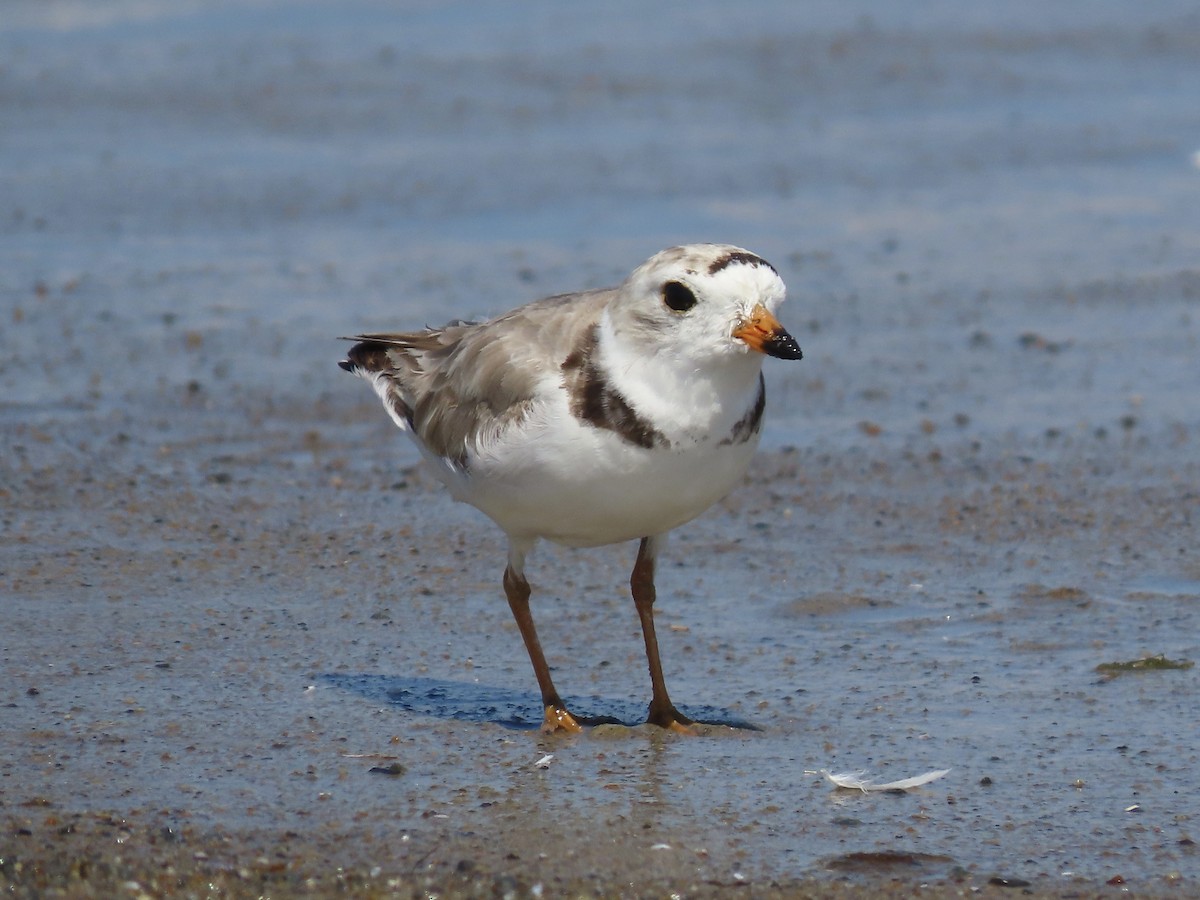 Piping Plover - ML621407025