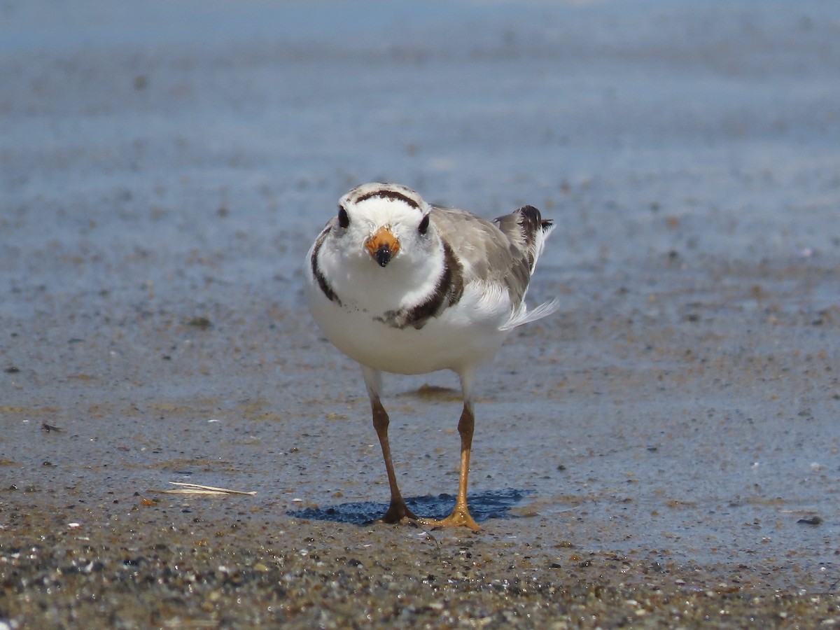 Piping Plover - ML621407026