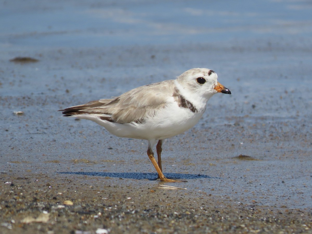 Piping Plover - ML621407027