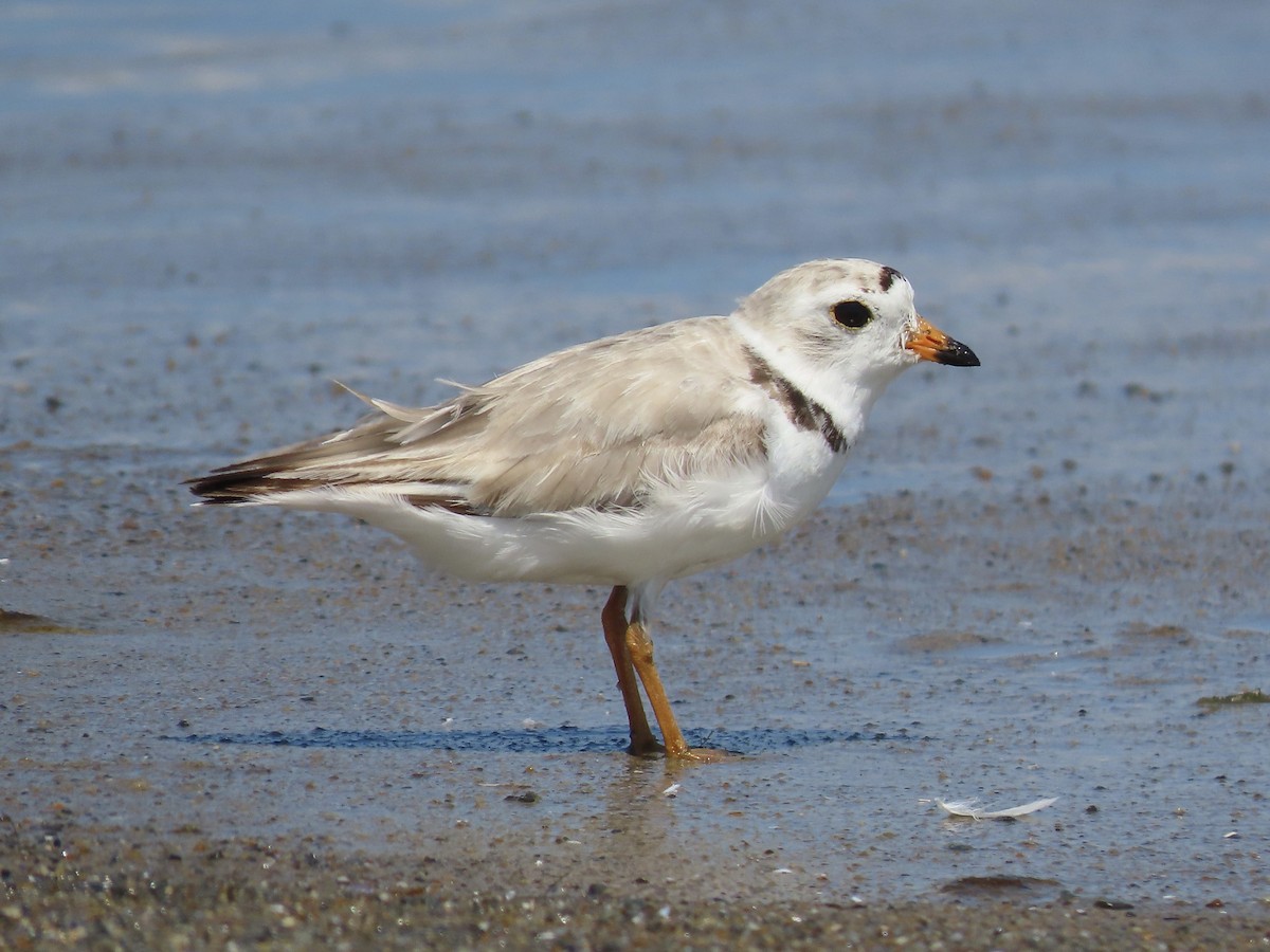 Piping Plover - ML621407029