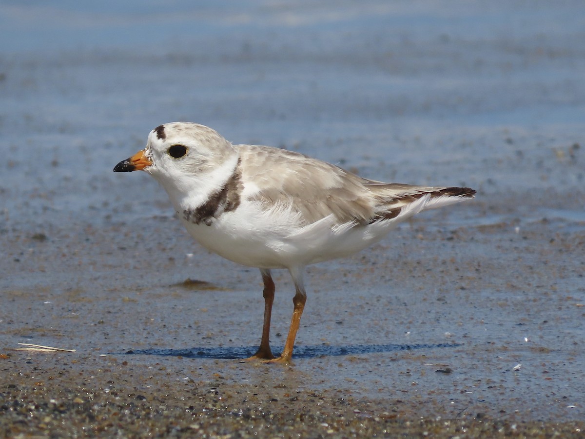 Piping Plover - ML621407030