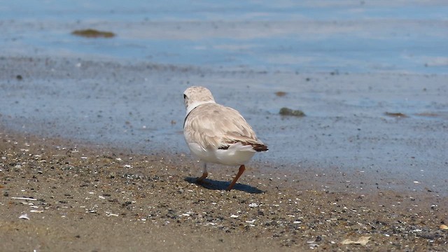 Piping Plover - ML621407046