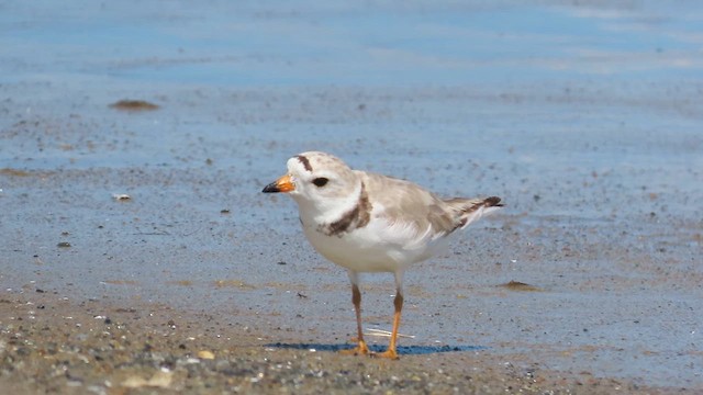 Piping Plover - ML621407056