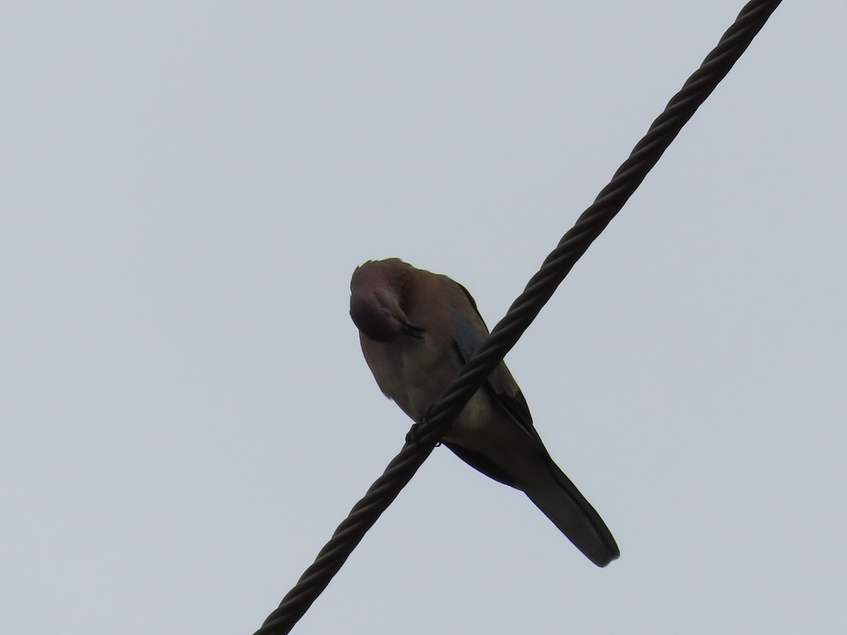 Laughing Dove - ML621407069