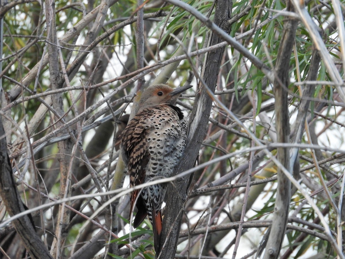 Northern Flicker (Red-shafted) - ML621407080