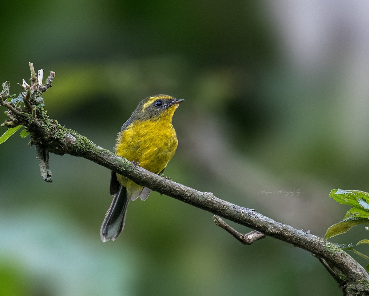 Yellow-bellied Fairy-Fantail - ML621407116