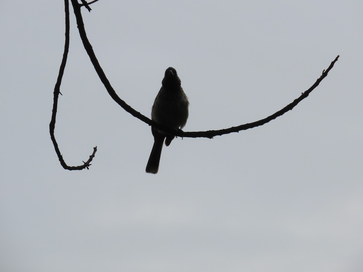 Red-vented Bulbul - ML621407122