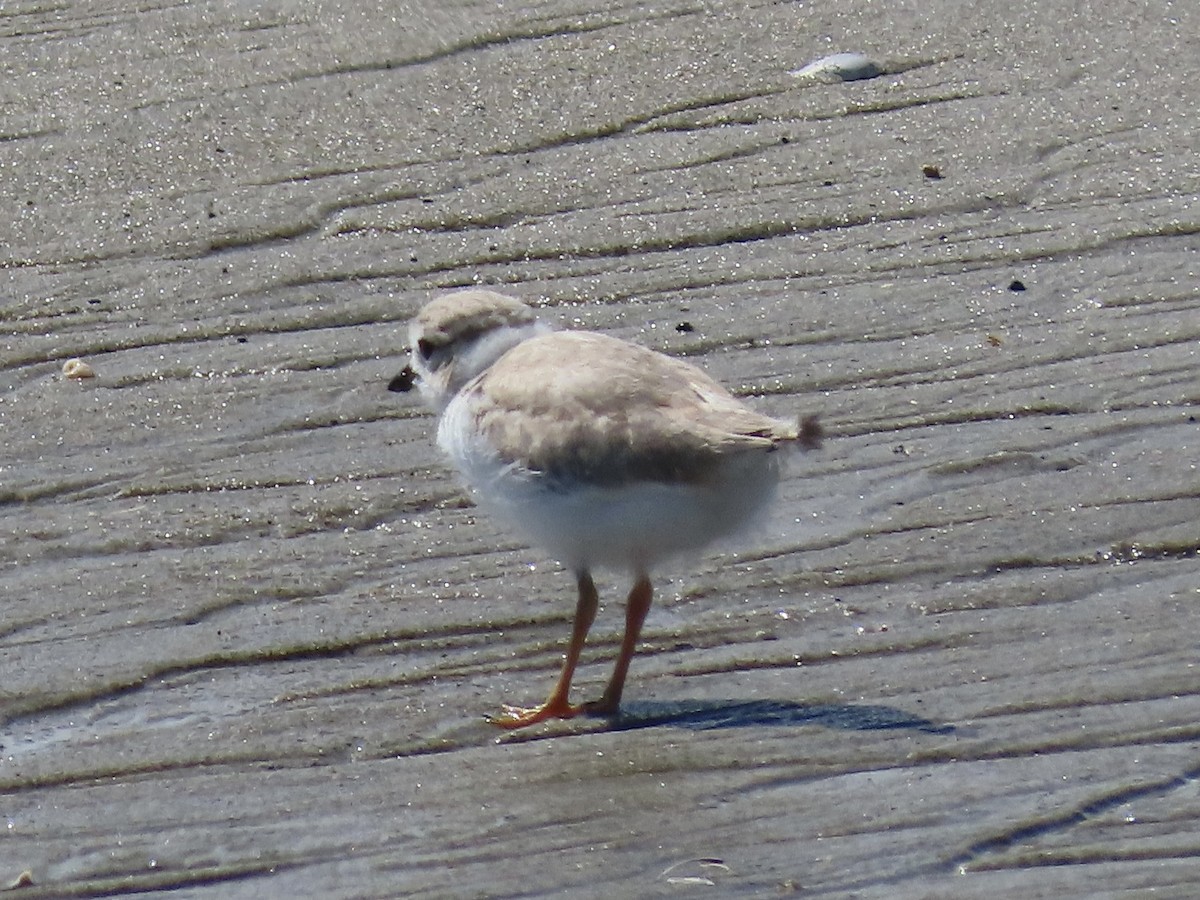 Piping Plover - ML621407151