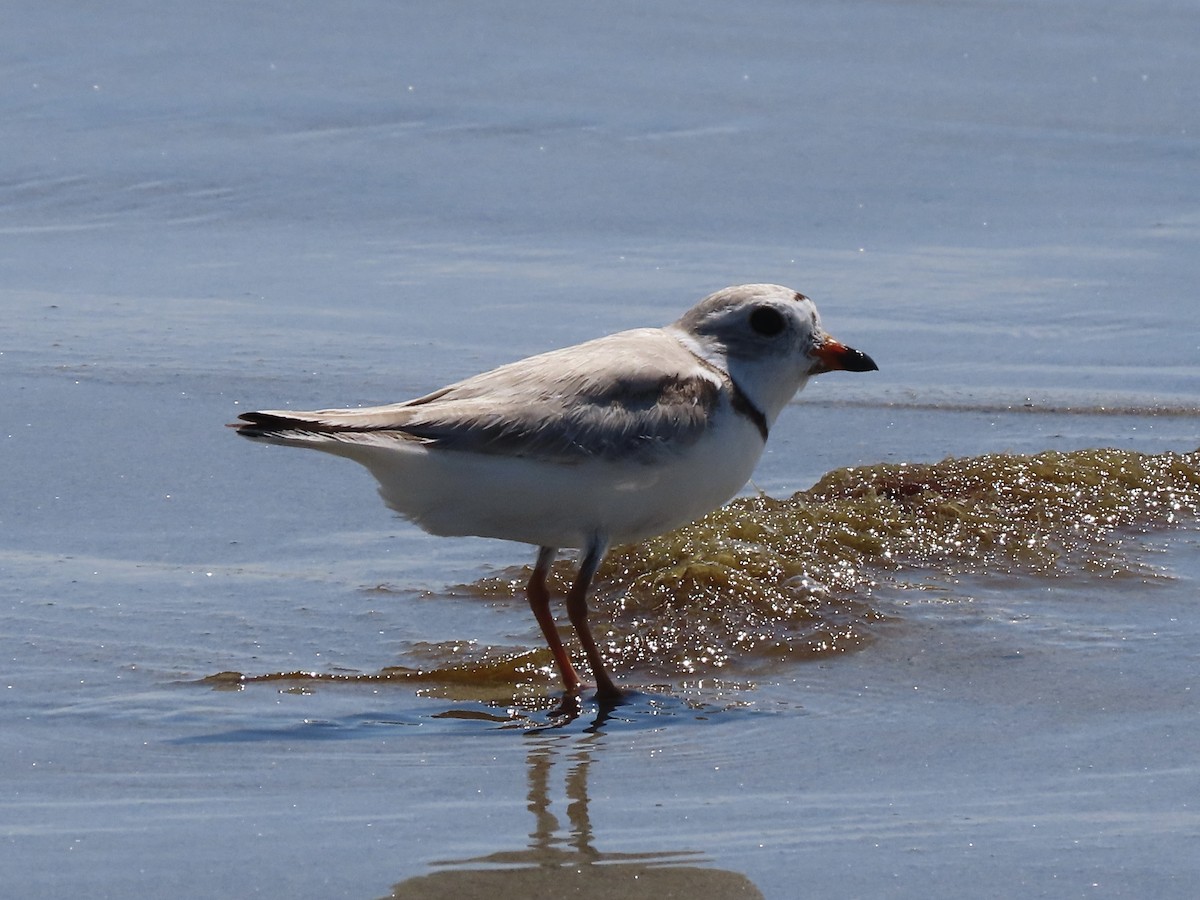 Piping Plover - ML621407152