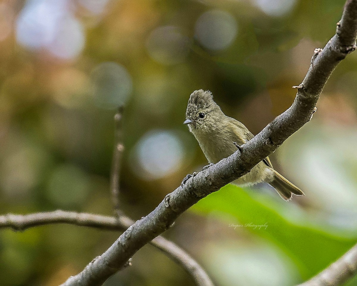 Yellow-browed Tit - ML621407166