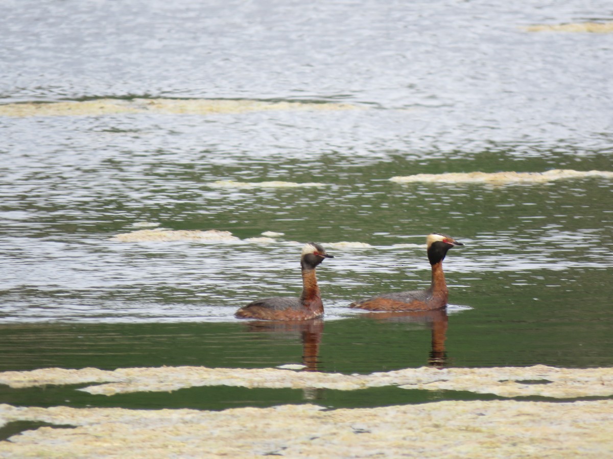 Horned Grebe - ML621407231