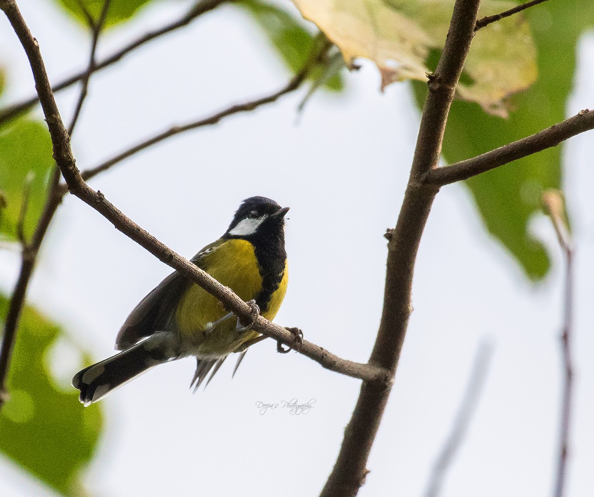 Green-backed Tit - ML621407235