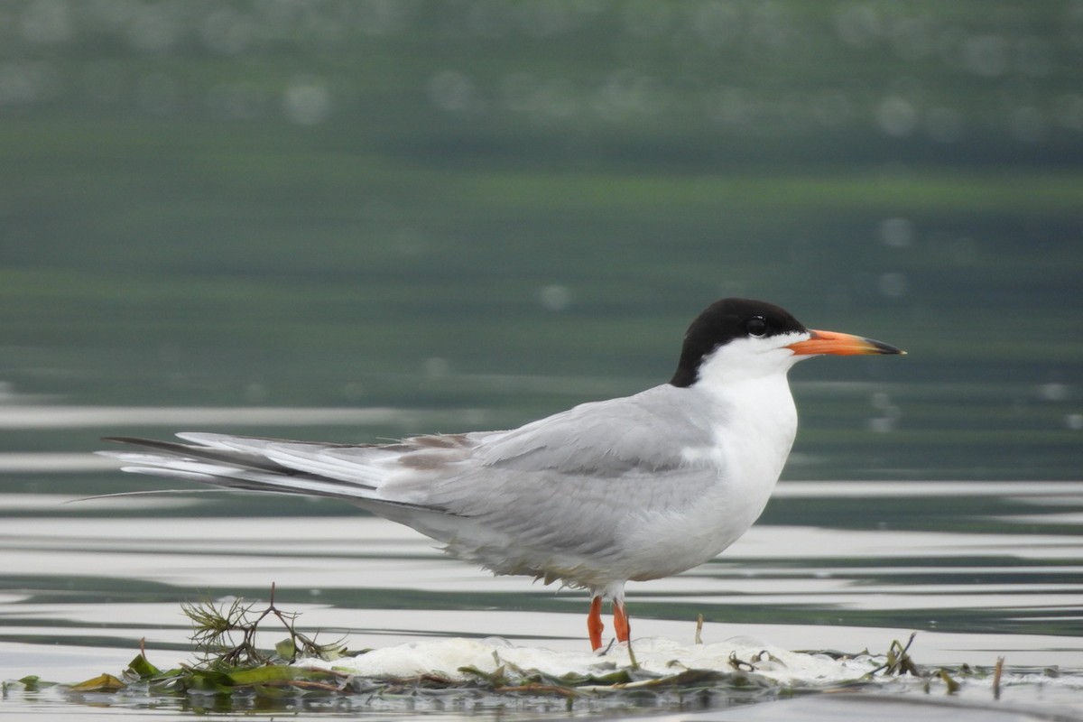 Forster's Tern - ML621407239