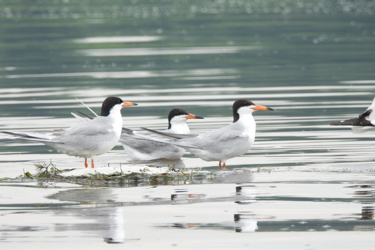 Forster's Tern - ML621407240