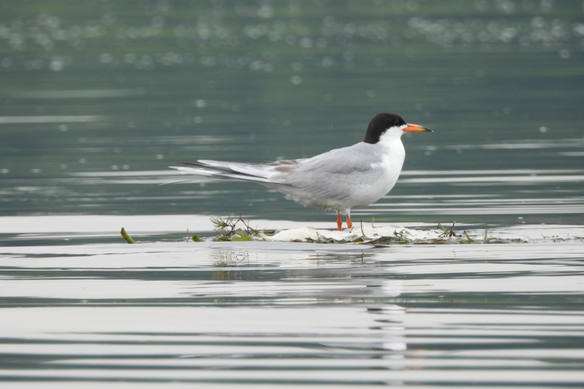 Forster's Tern - ML621407241