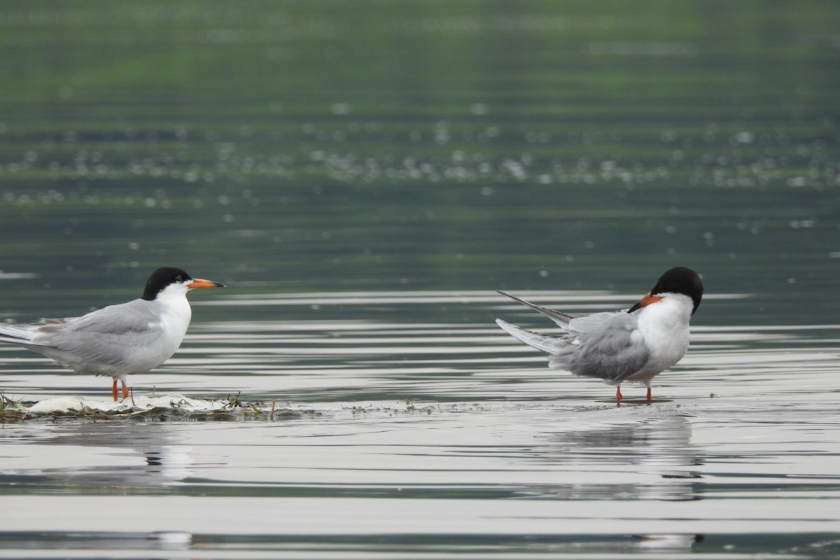 Forster's Tern - ML621407243