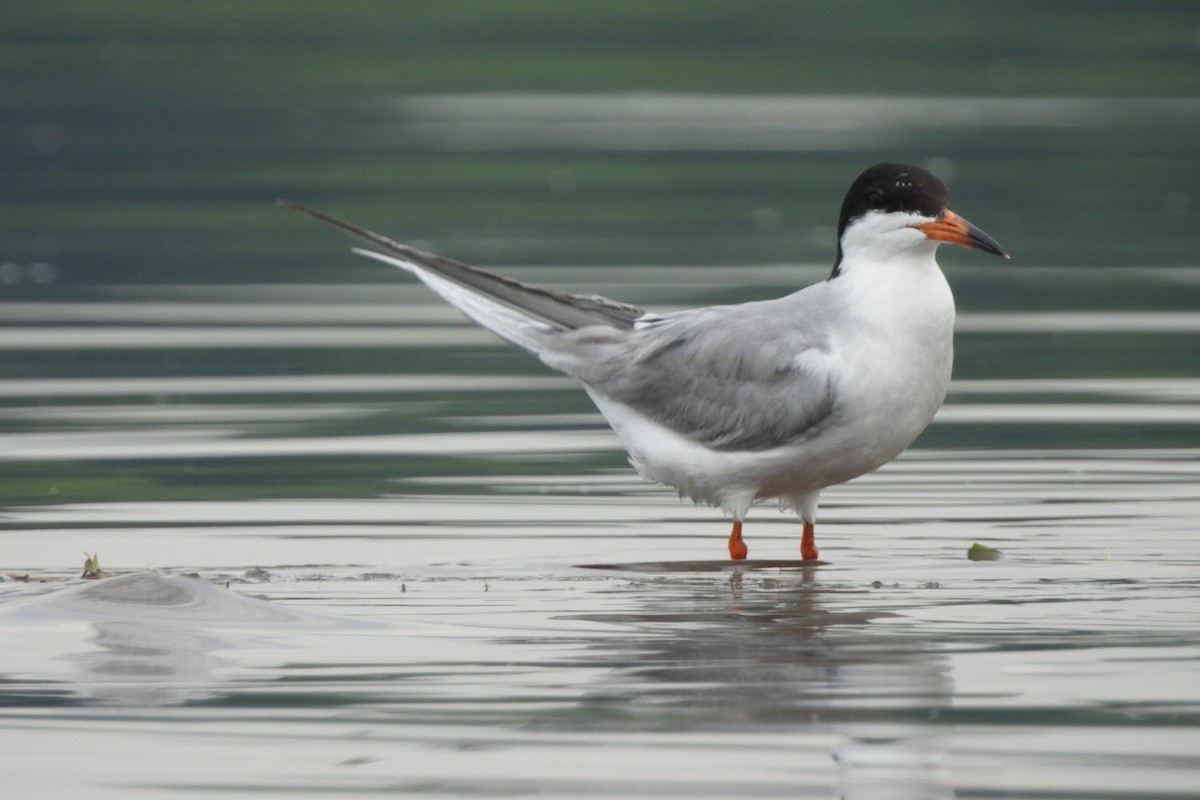 Forster's Tern - ML621407244