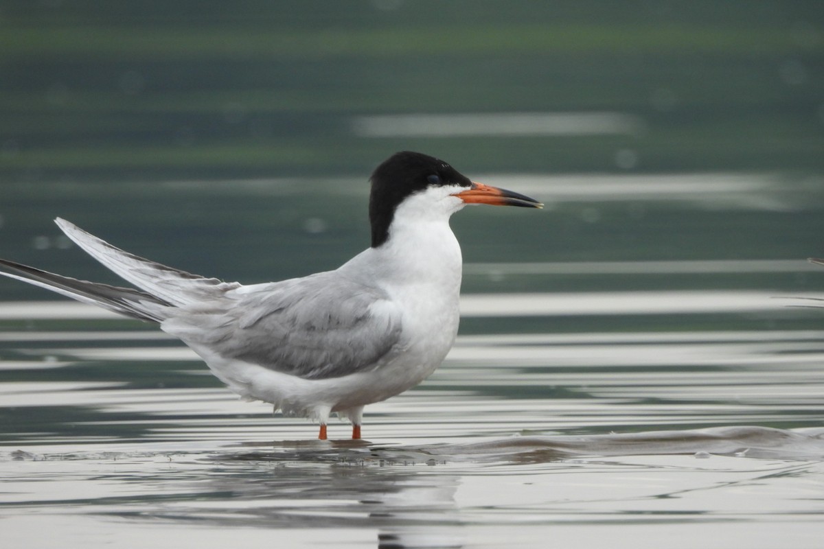 Forster's Tern - ML621407245