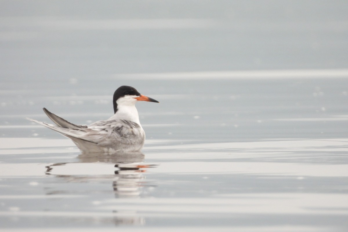 Forster's Tern - ML621407247