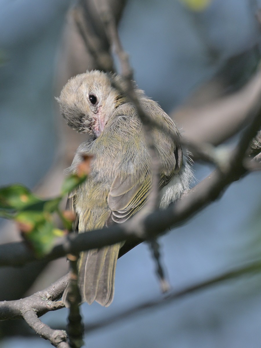 vireo sp. - ML621407256