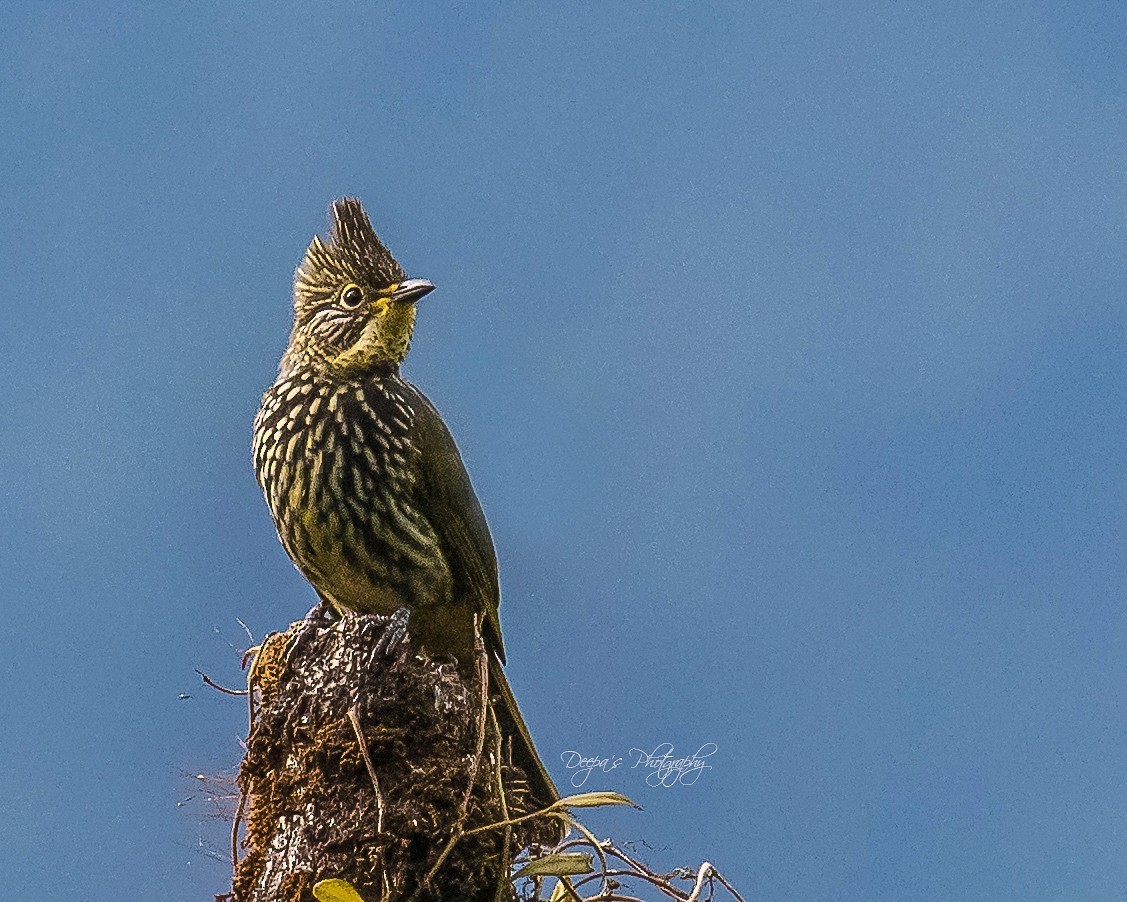 Striated Bulbul - ML621407267
