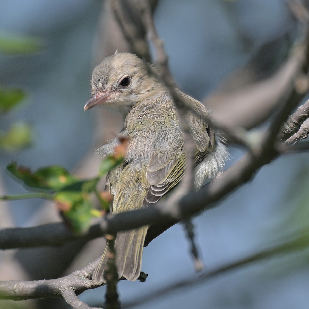 vireo sp. - maggie s