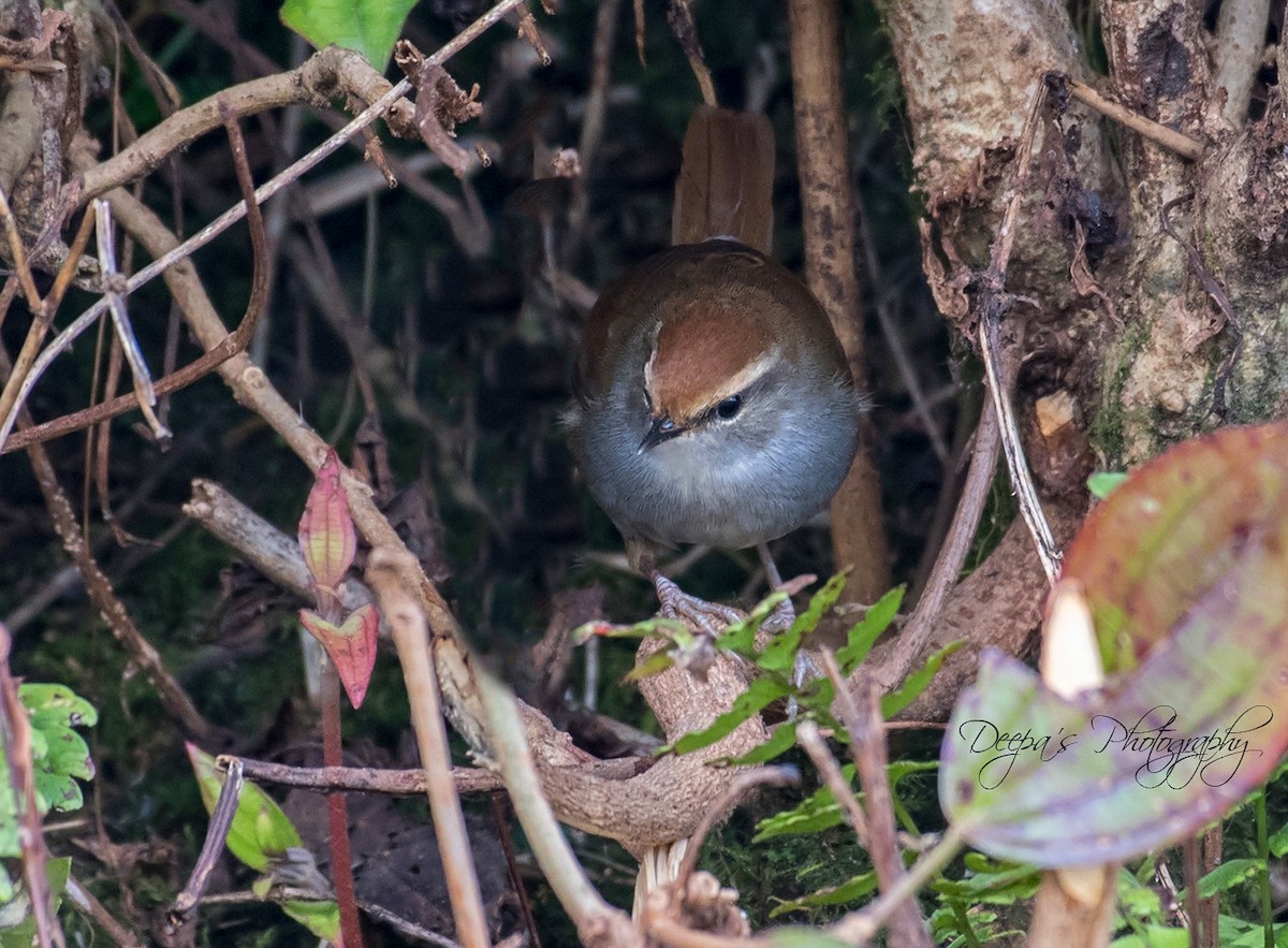 Gray-sided Bush Warbler - ML621407292