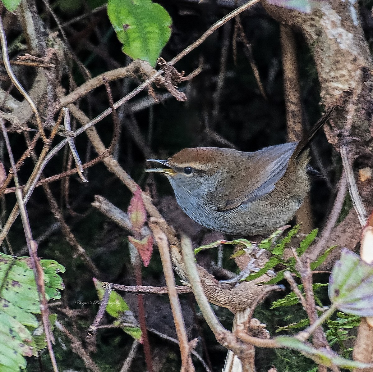 Gray-sided Bush Warbler - ML621407293