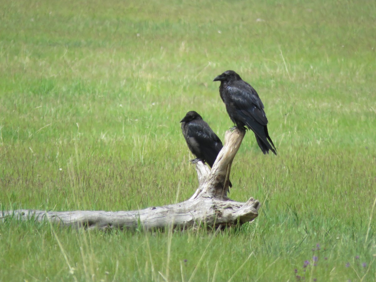 Common Raven - ML621407297