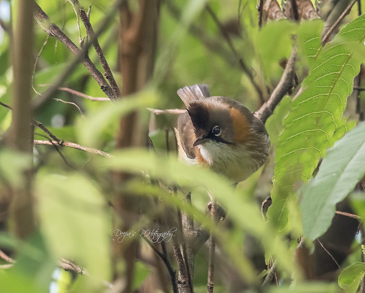 Whiskered Yuhina - ML621407312