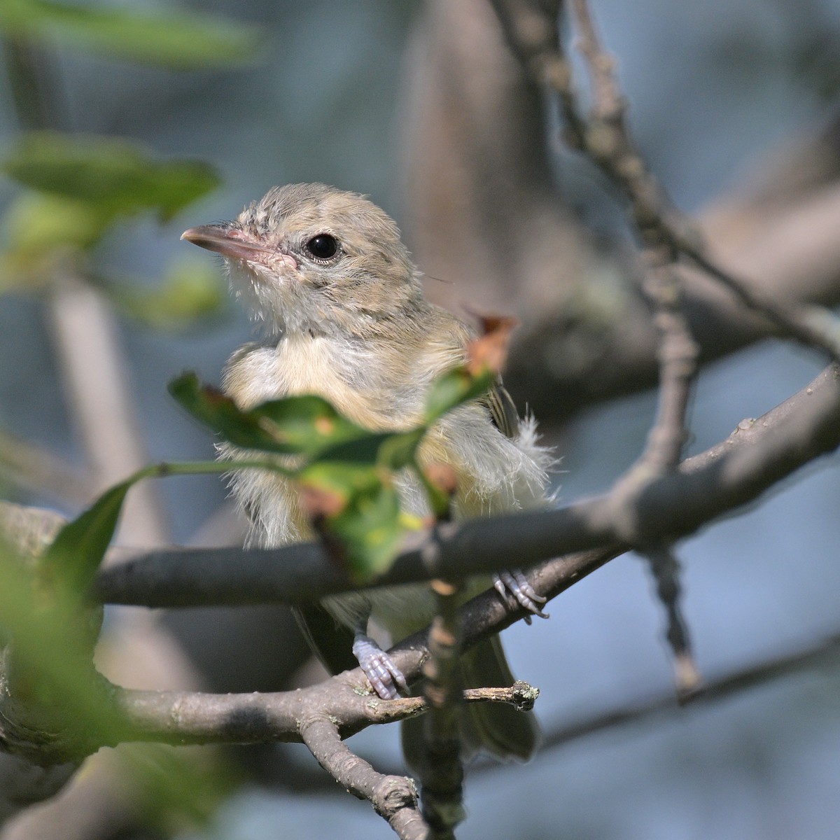 vireo sp. - ML621407313