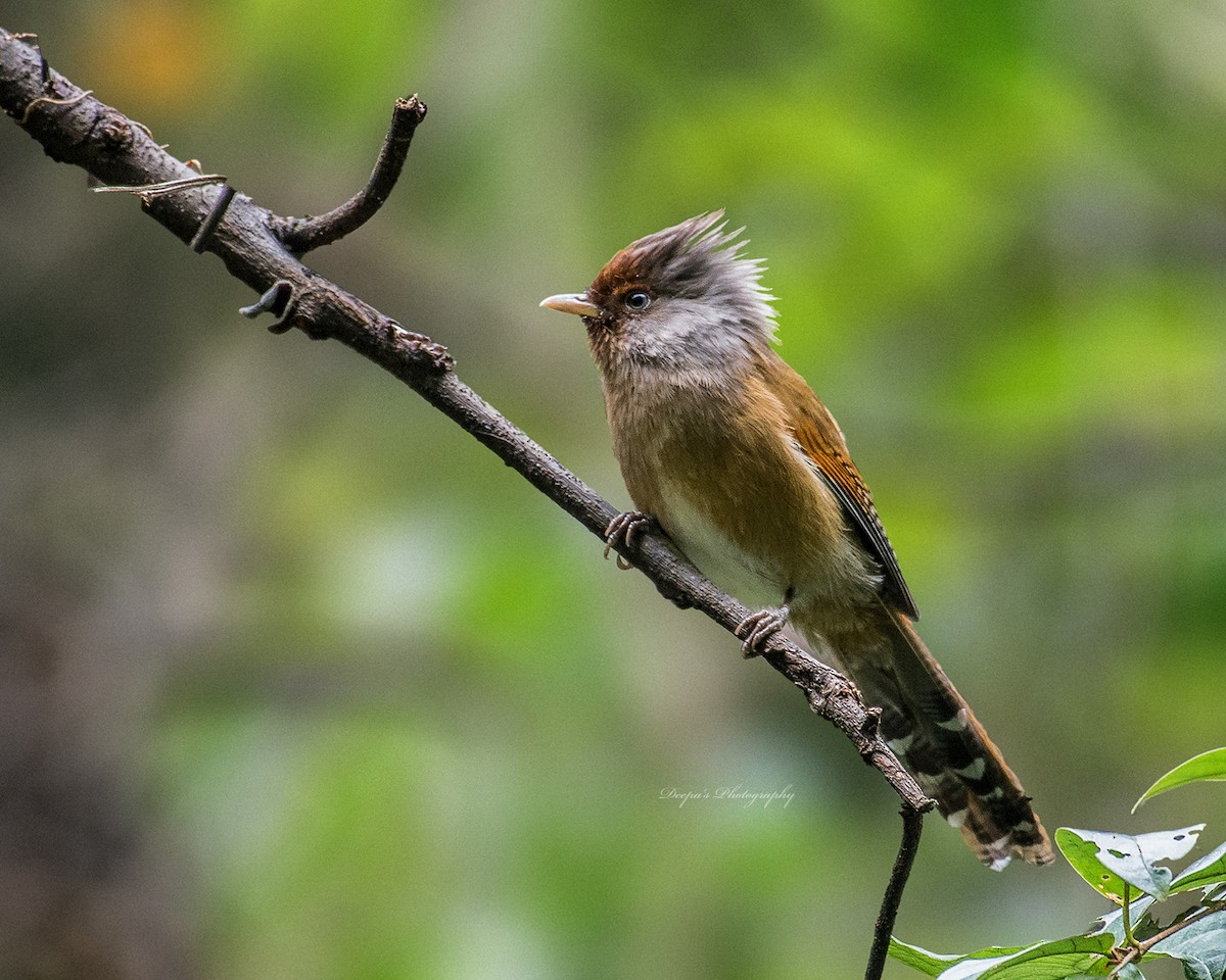 Rusty-fronted Barwing - ML621407337