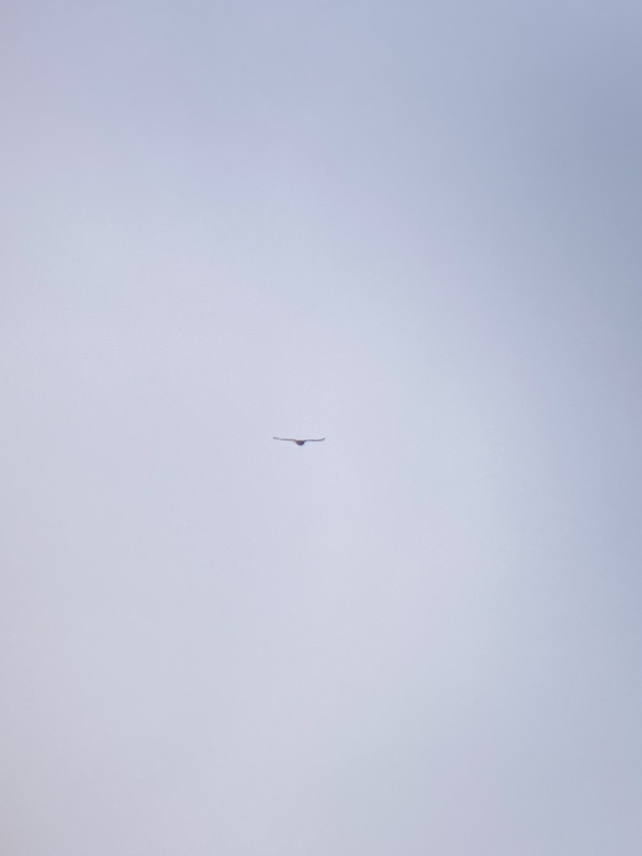 Red-tailed Hawk - ML621407369