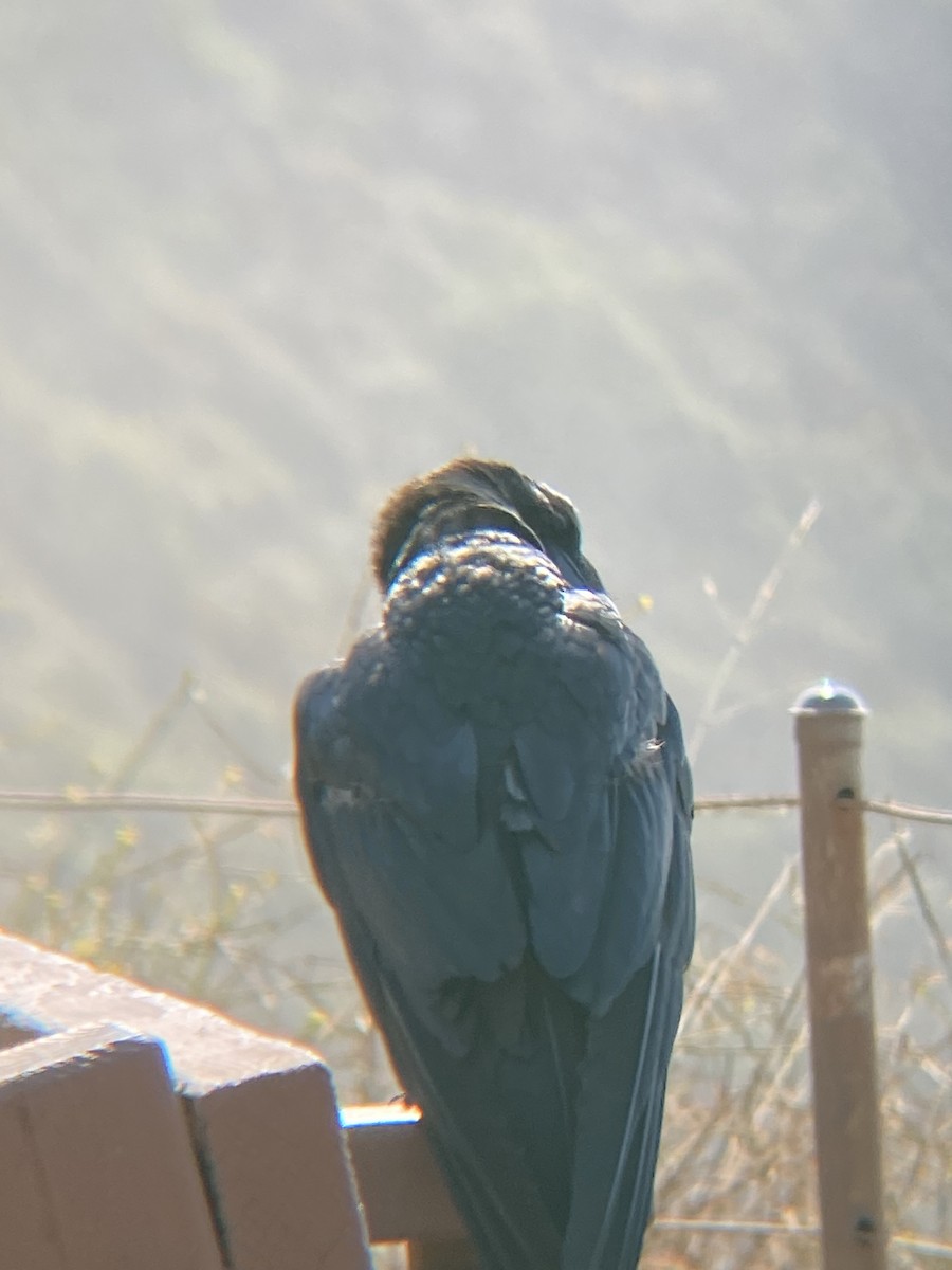 Common Raven - ML621407371