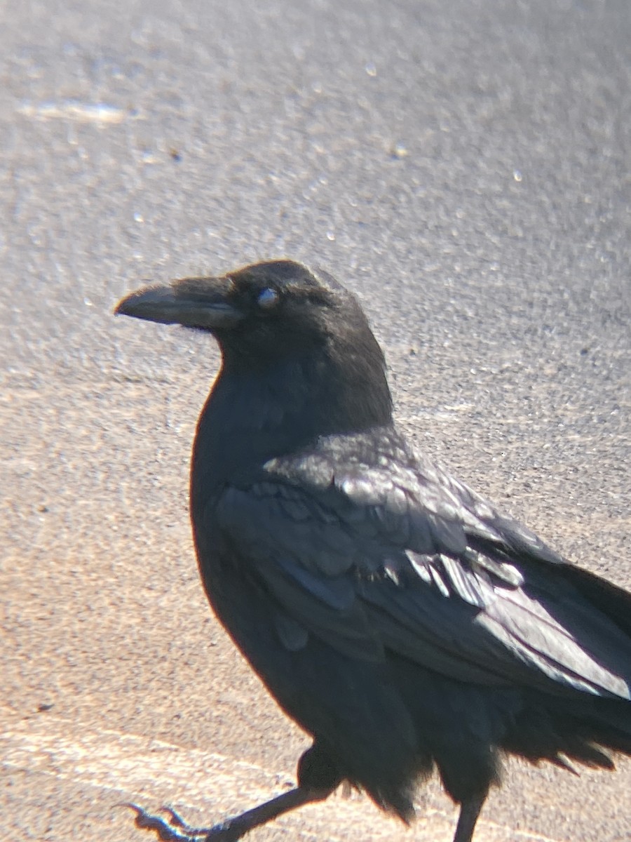 Common Raven - ML621407372