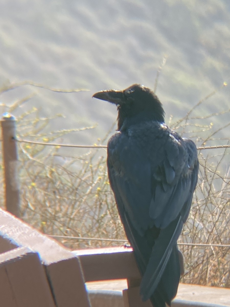 Common Raven - ML621407373