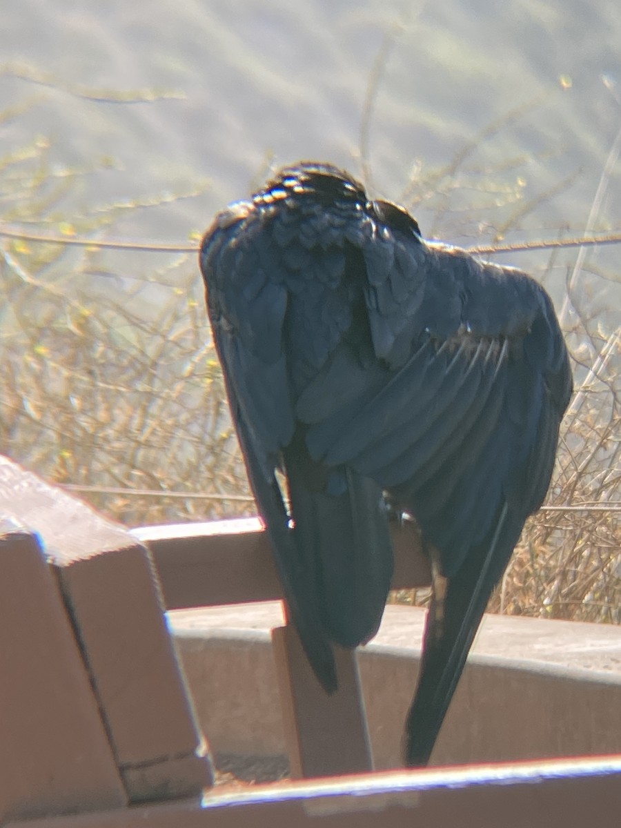 Common Raven - ML621407374