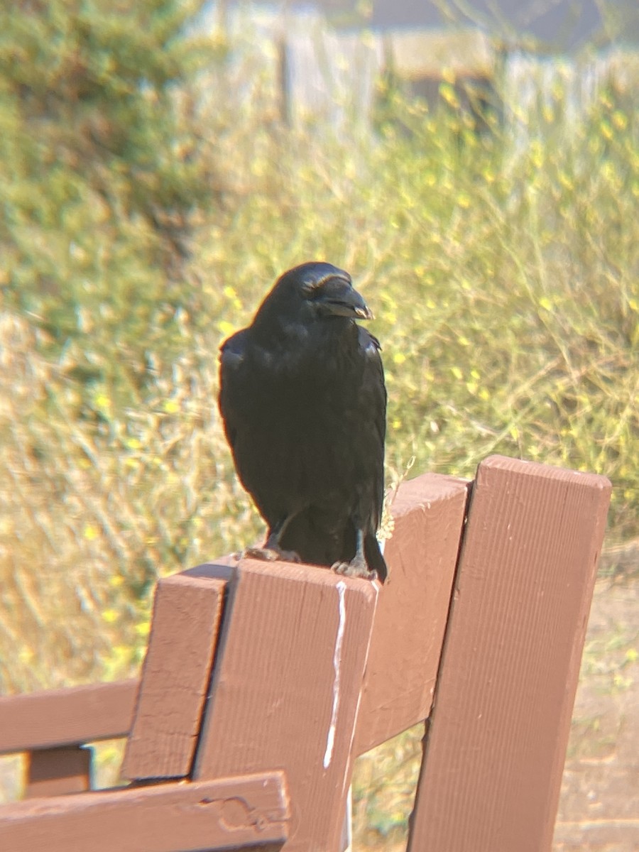 Common Raven - ML621407375