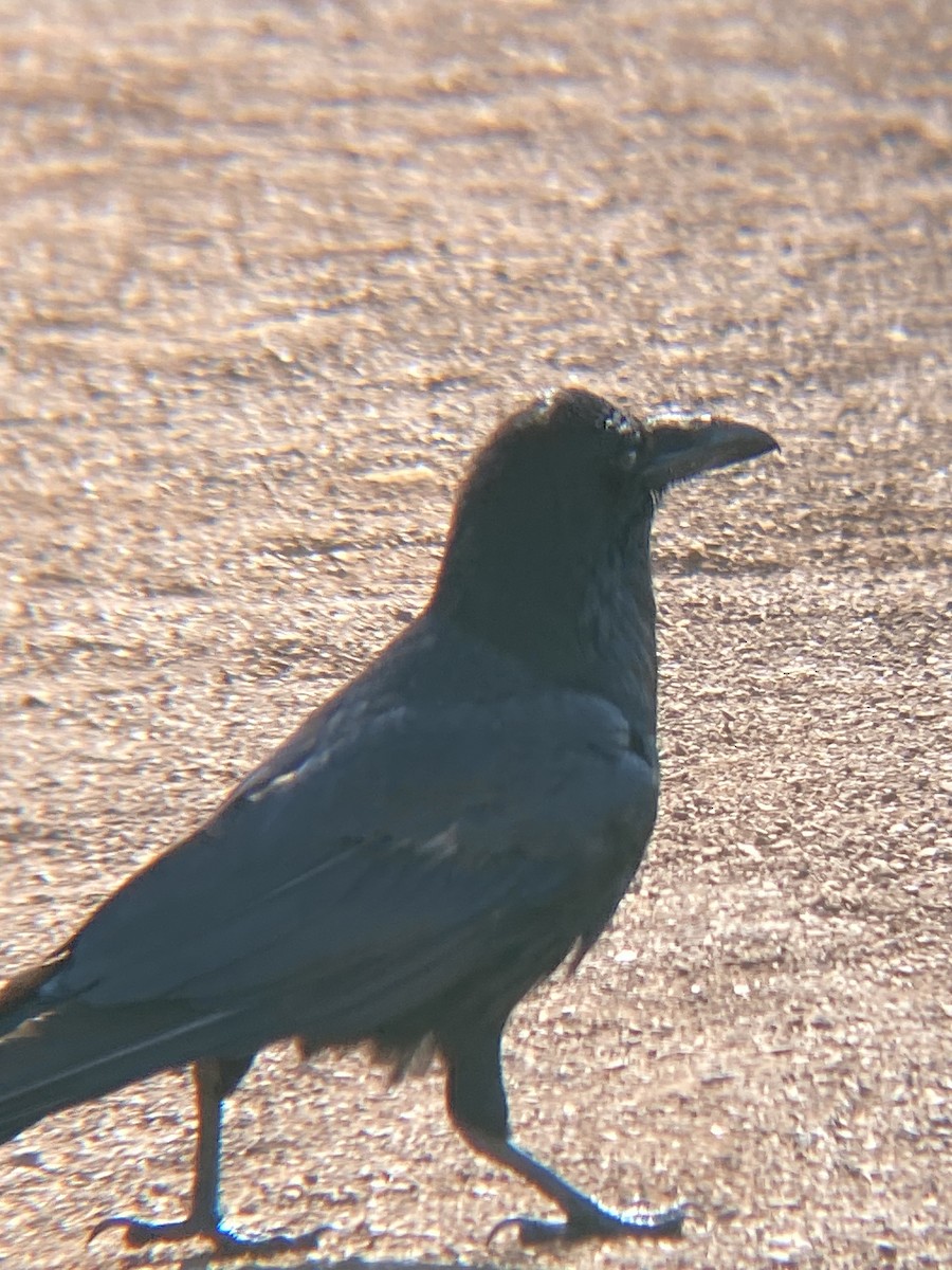 Common Raven - ML621407376