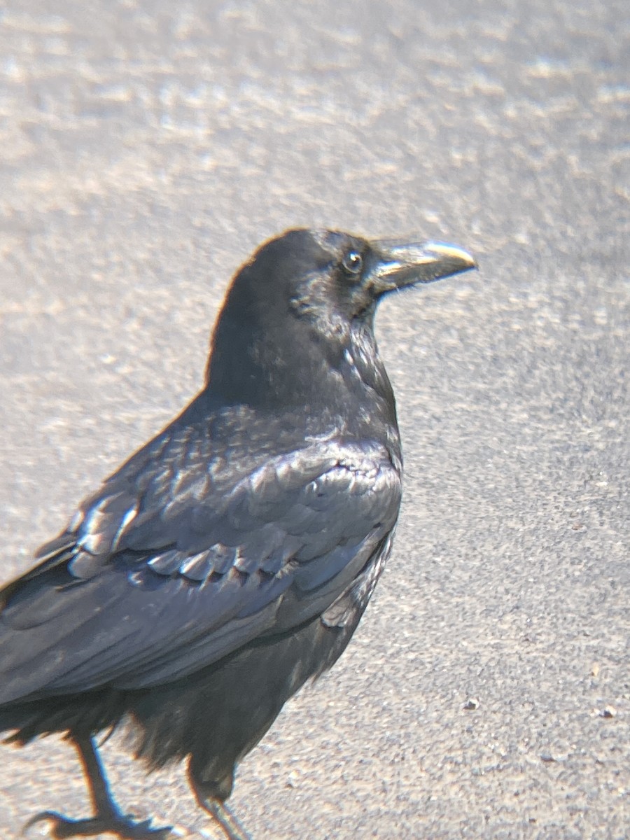 Common Raven - ML621407378