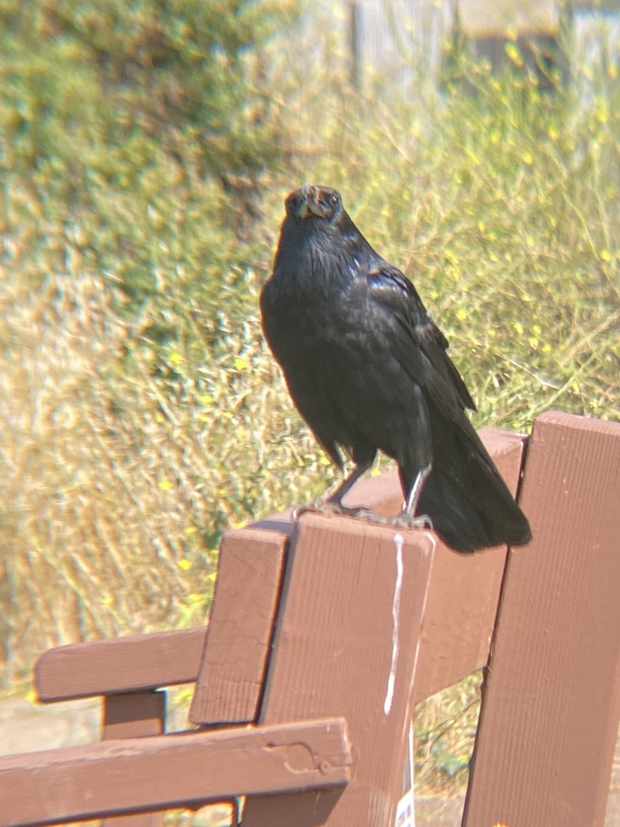 Common Raven - ML621407379