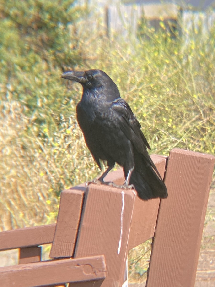 Common Raven - ML621407380