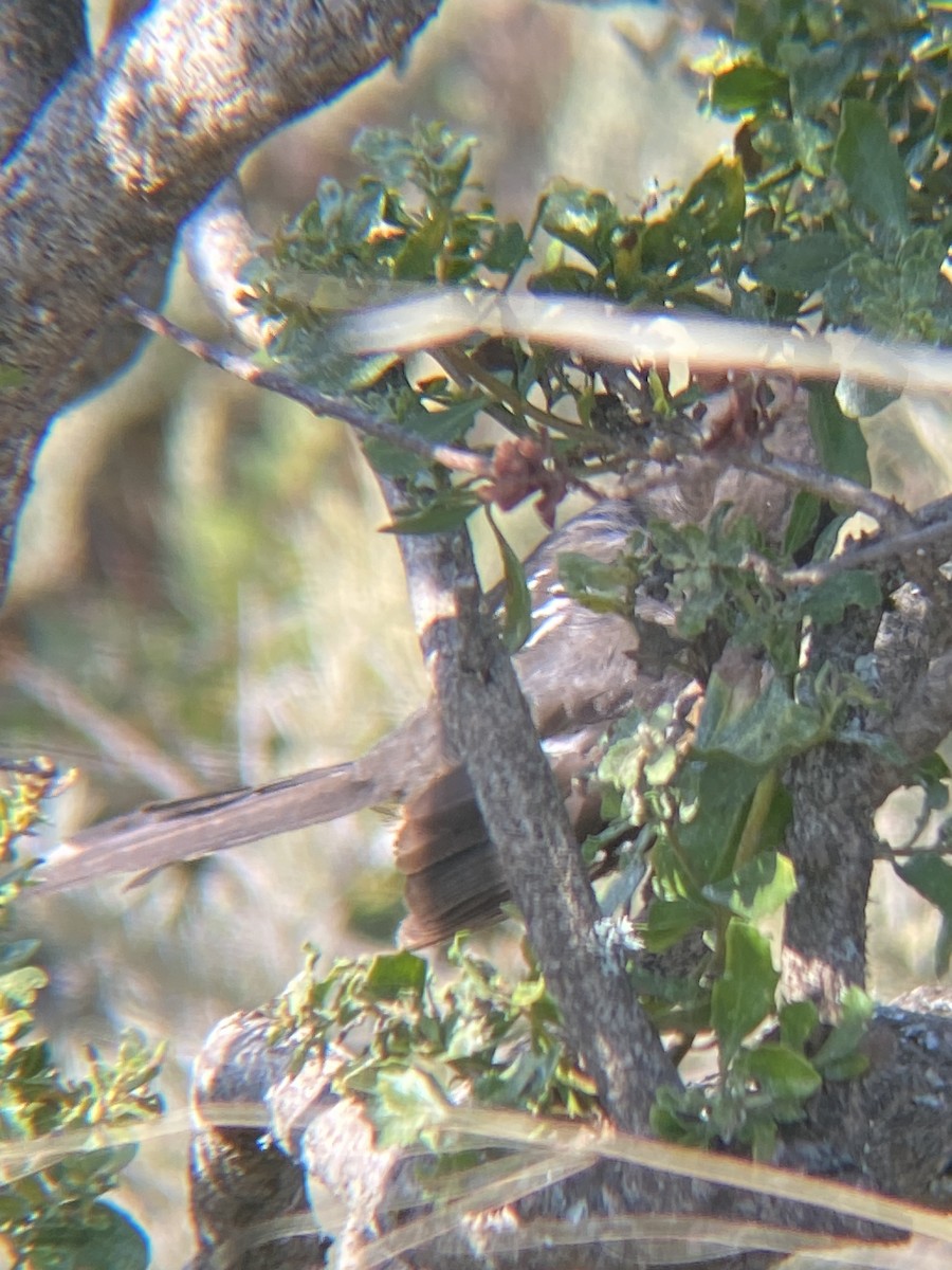 Spotted Towhee - ML621407389