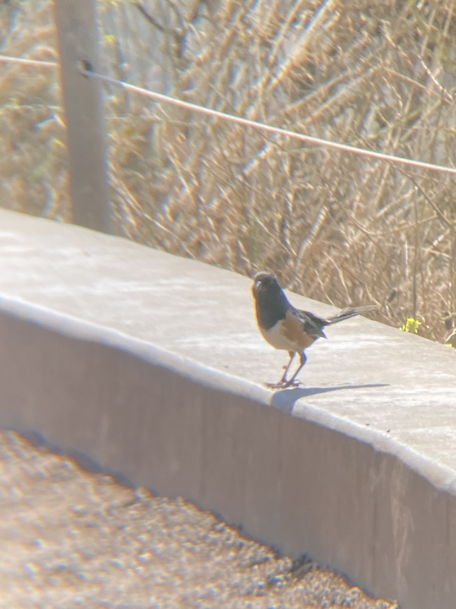 Spotted Towhee - ML621407390
