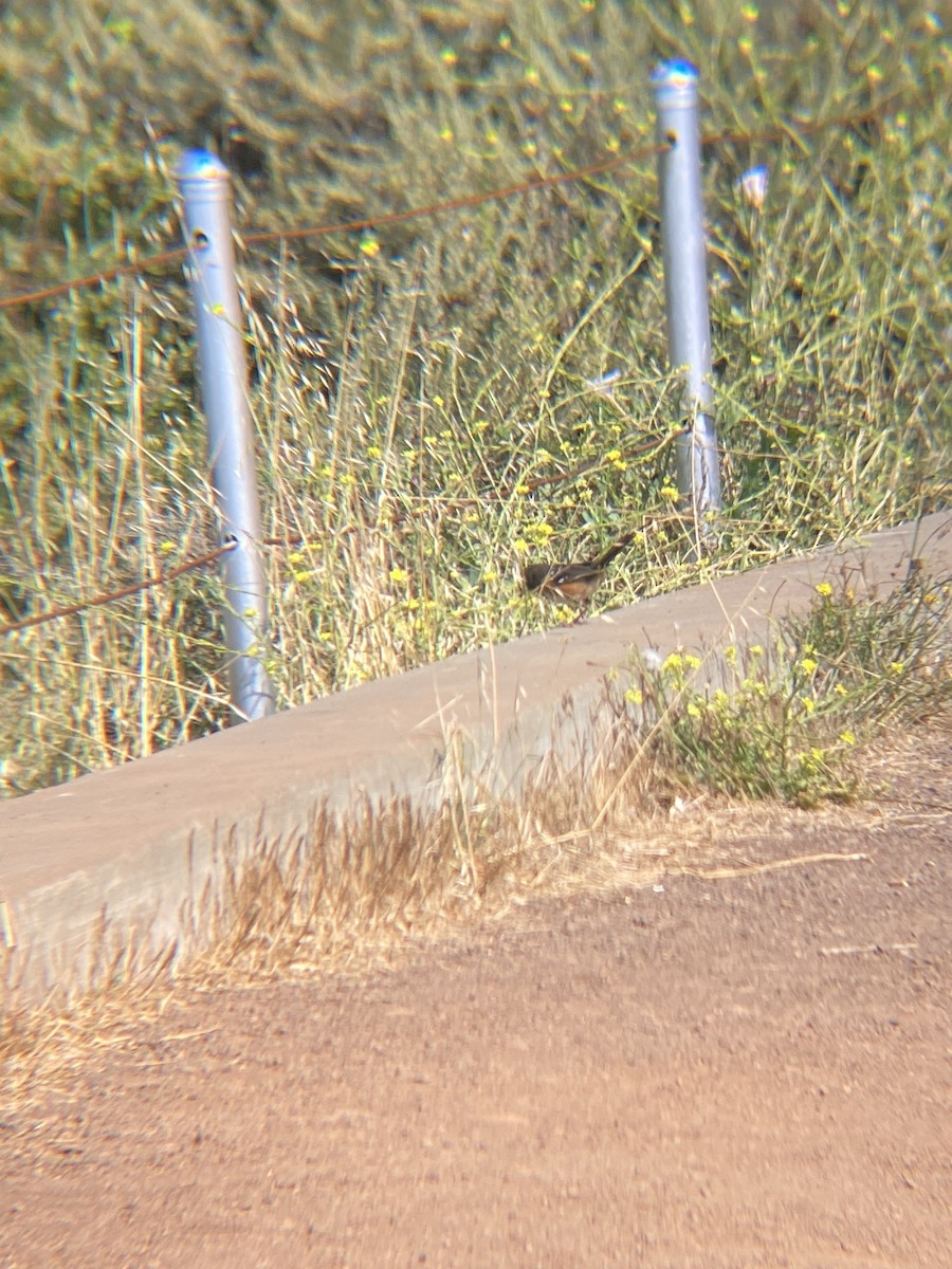 Spotted Towhee - ML621407391