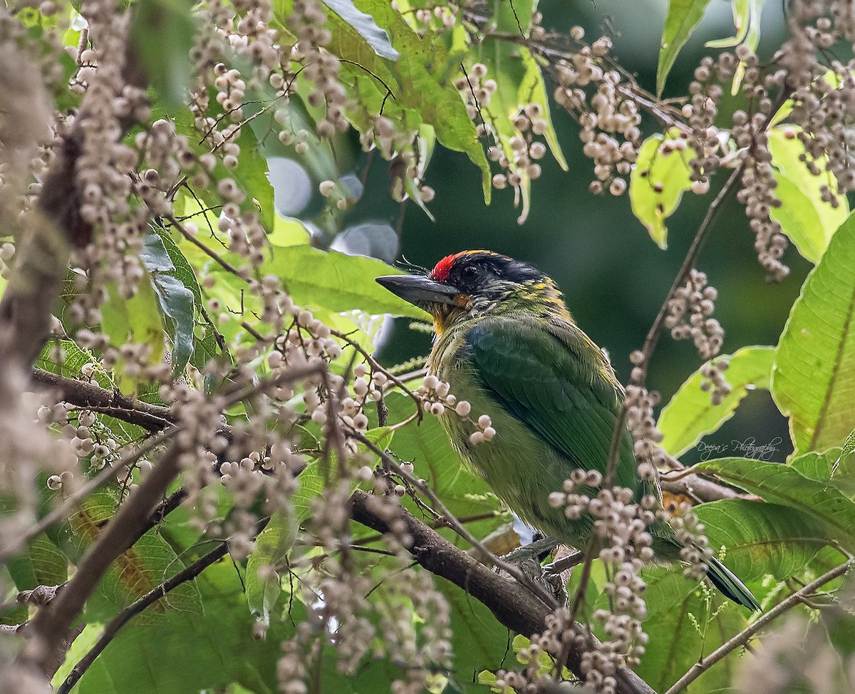 Golden-throated Barbet - ML621407450