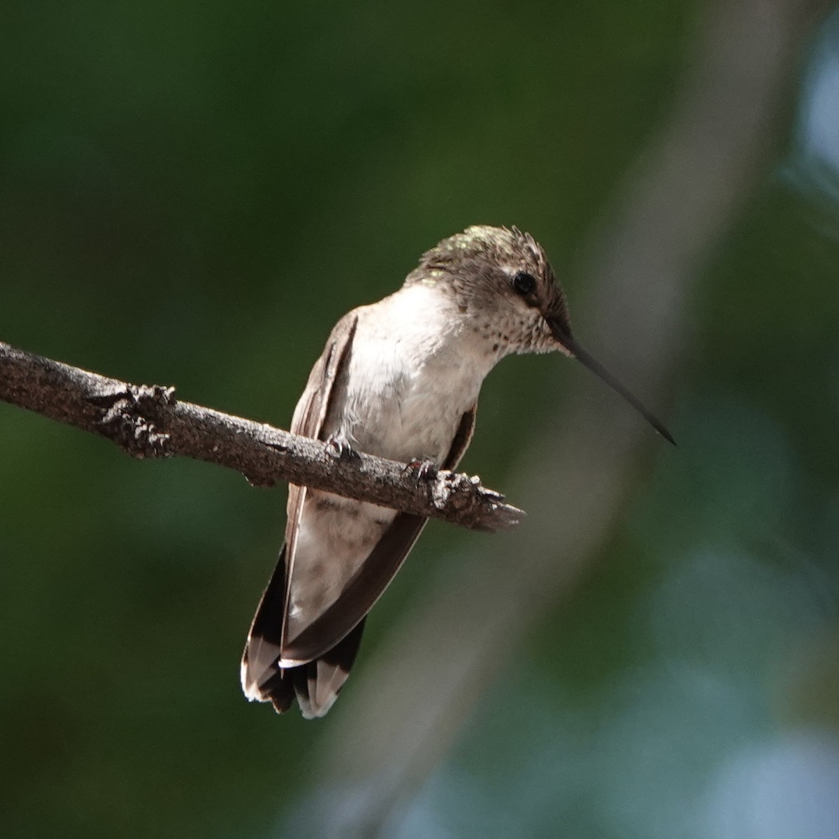 Black-chinned Hummingbird - ML621407468